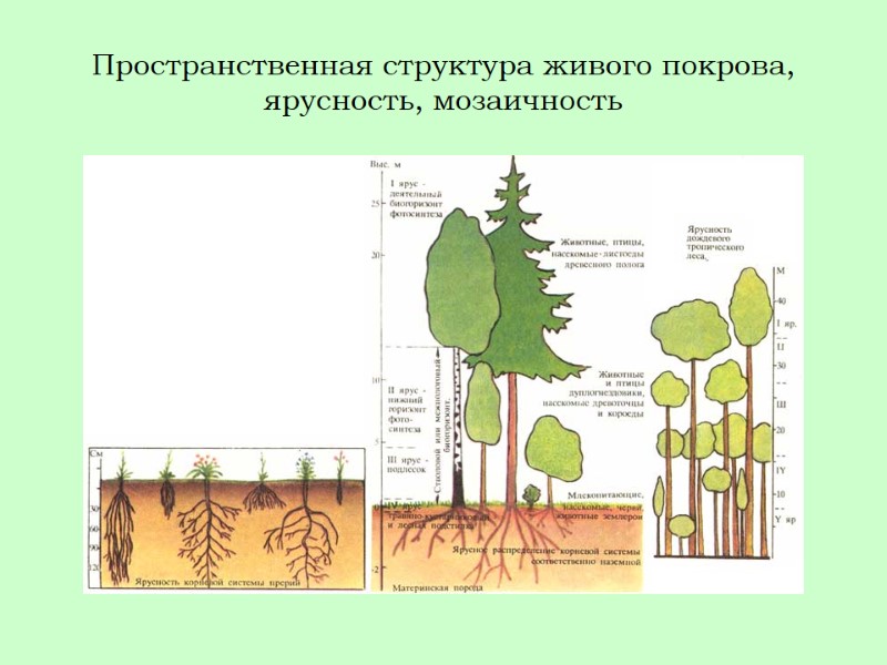 Пространственная структура живого покрова, ярусность, мозаичность